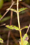 Fringed meadowbeauty